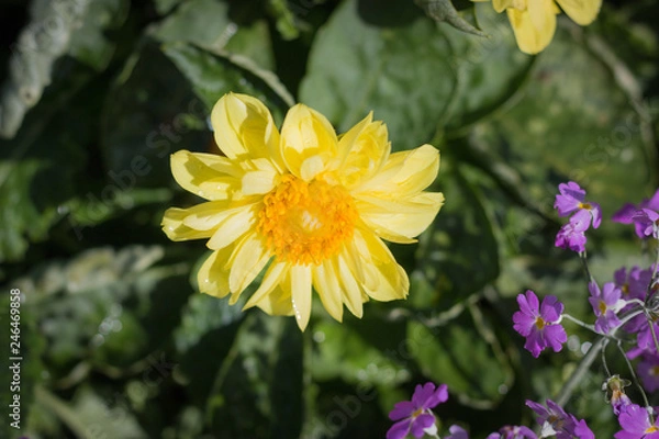 Fototapeta Yellow flowers