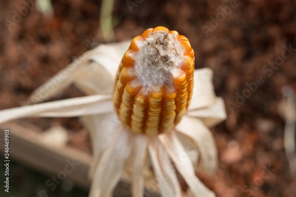 Fototapeta yellowing ripe corn
