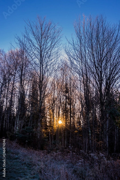 Fototapeta Spider Lake Frost