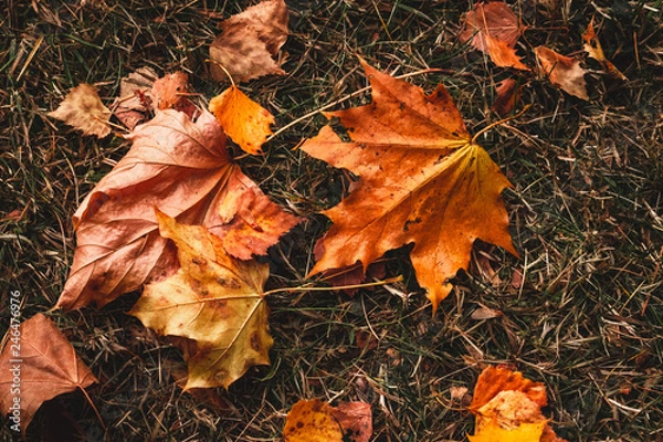 Obraz Blätter am Boden