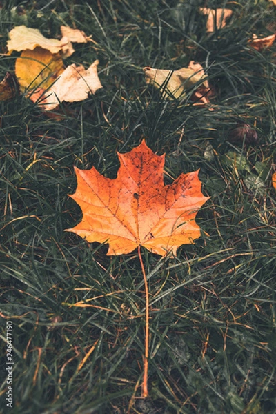 Obraz Blatt am Boden