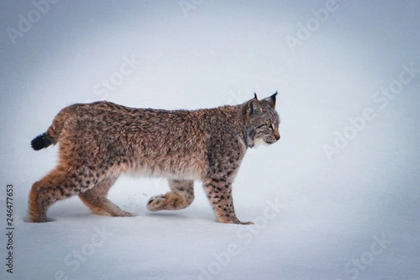 Obraz Luchs im Schnee