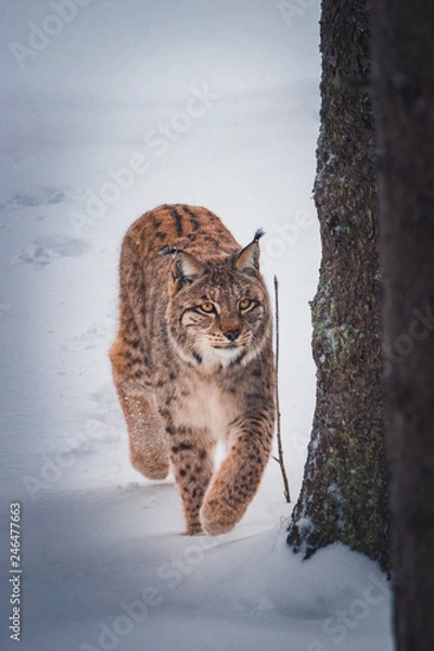 Obraz Luchs im Schnee