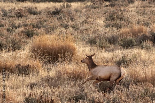 Obraz Elk Running in Yellowstone