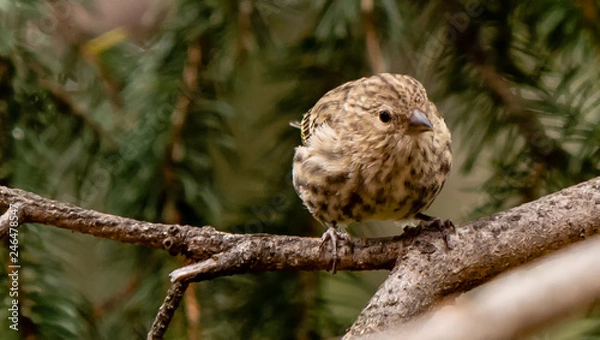 Obraz Bird perched in Yellowstone