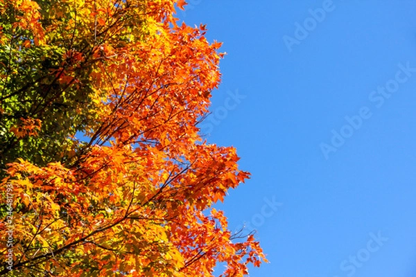 Fototapeta Autumn Tree