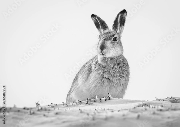 Fototapeta Mountain hare B&W