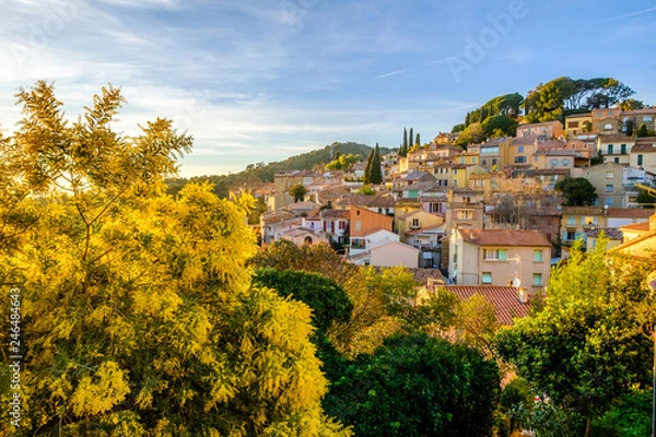 Obraz Vue panoramique sur le village de Bormes-les-Mimosas en hiver. Arbres de mimosa en fleurs au premier plan. 