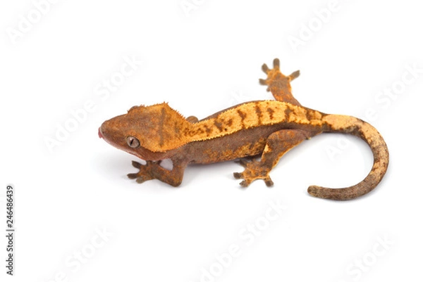 Fototapeta Crested gecko isolated on white background