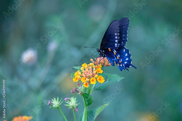 Obraz Blue Buterfly