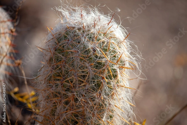 Fototapeta Old Man Cactus Spines