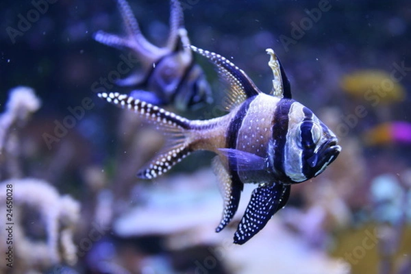Obraz Banggai Cardinal Fish