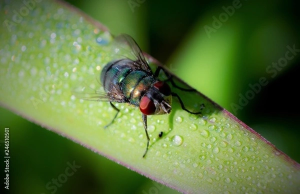 Fototapeta fly on leaf