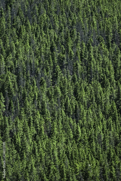 Fototapeta Green Mountain Trees 04