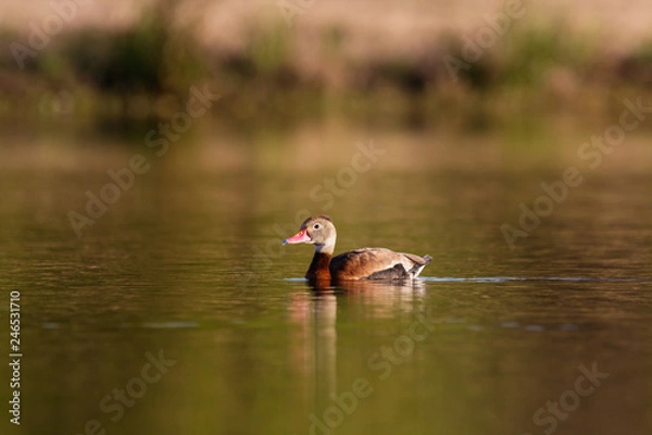 Obraz duck on pond