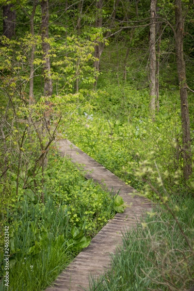 Fototapeta path in forest