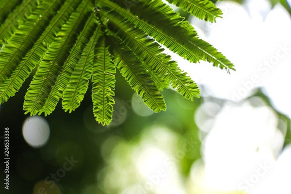 Fototapeta Leaf Catechu tree in garden