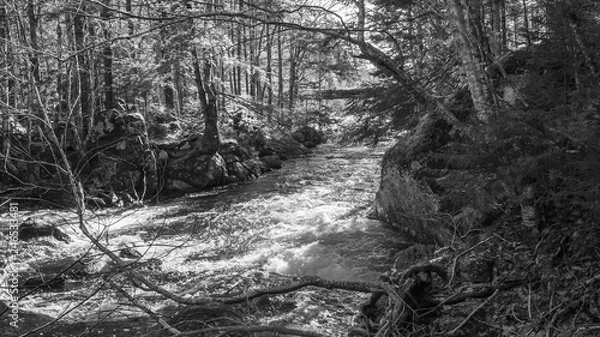 Fototapeta stream and trees in the forest