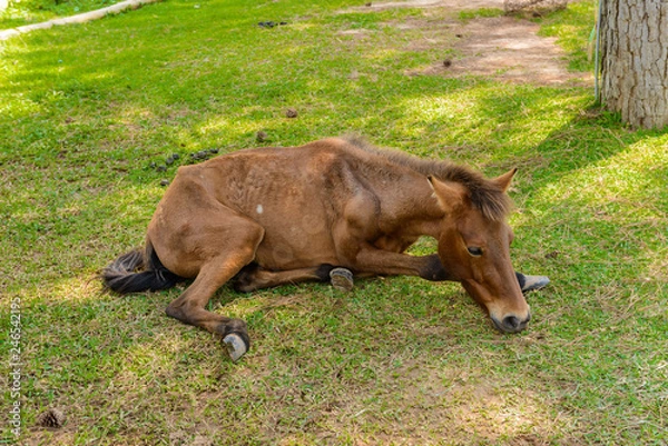 Obraz horse with colic laying on side or sick and sleep