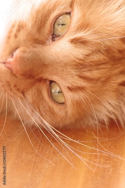 Fototapeta 猫好き