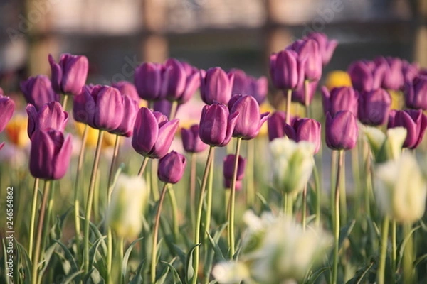 Obraz チューリップ