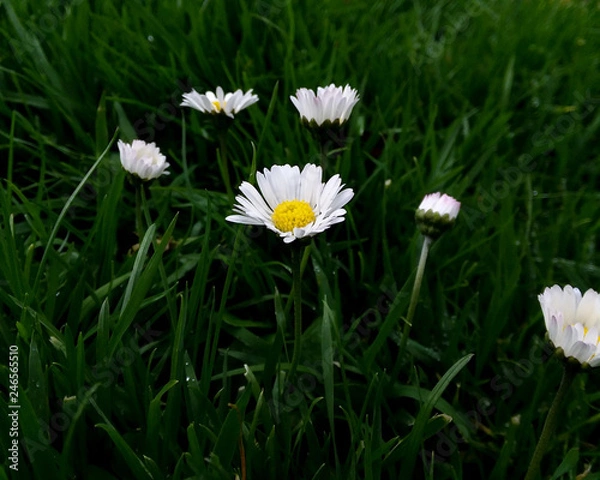 Obraz Daisy in Green Grass