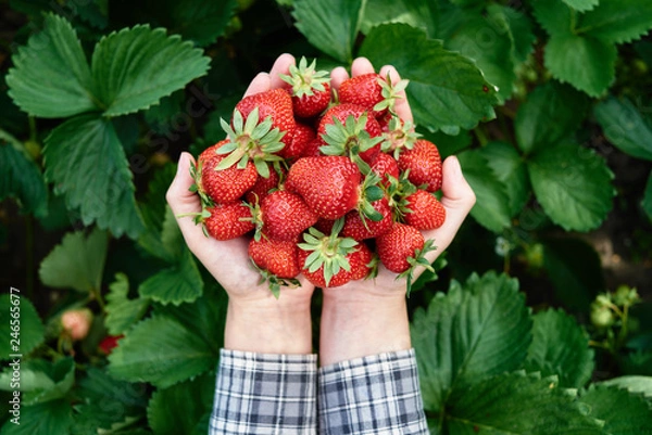 Obraz Closeup of woman hands holding freshly picked strawberries in garden, copy space. Handful of ripe red strawberry on green leaves background. Healthy food concept