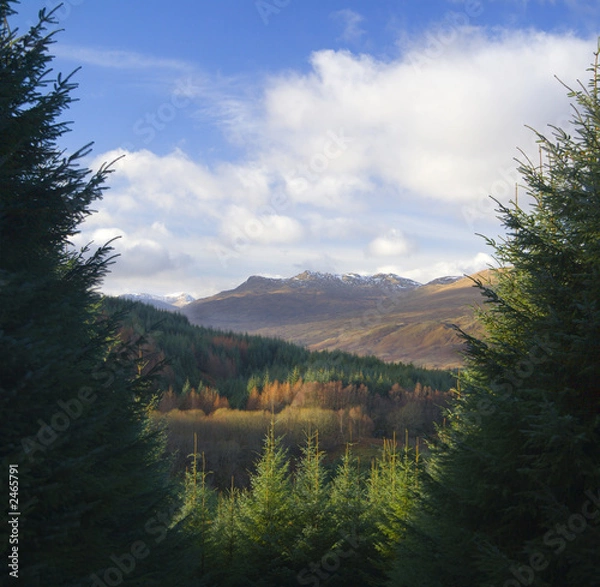 Fototapeta scottish forest