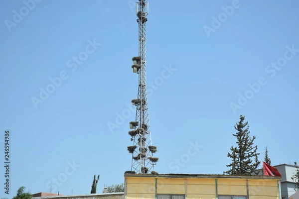 Obraz MAISON CIGOGNE