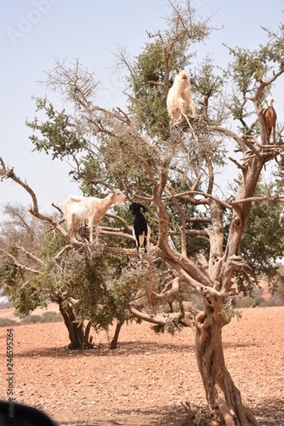Obraz ARGAN TREE