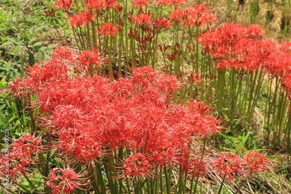 Fototapeta 秋の田んぼのあぜ道に鮮やかに咲く彼岸花