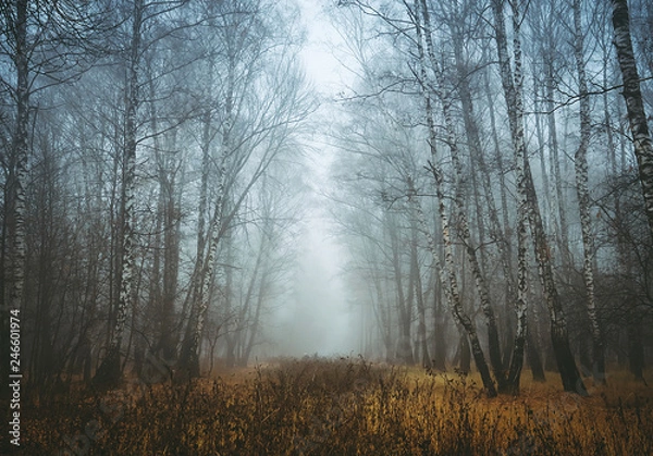 Obraz  Foggy forest