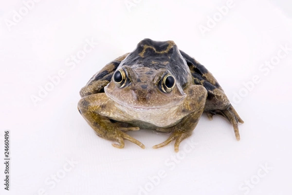 Fototapeta Common frog