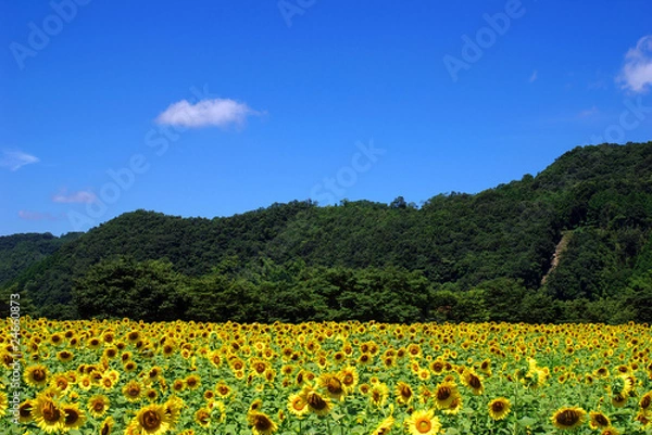 Fototapeta ひまわり畑