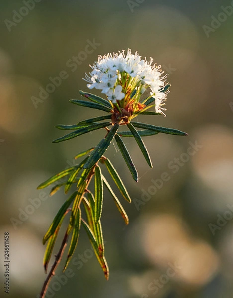 Obraz Closeup of marsh Labrador tea, Rhododendron tomentosum plant in the autumn sunlight. Selective focus, blurred background. Vertical image.