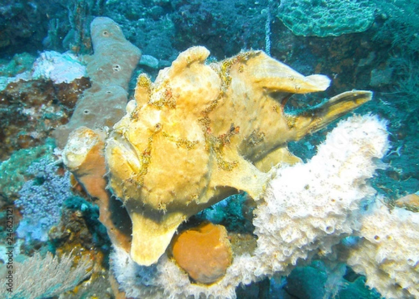 Obraz SeaLife DC1400