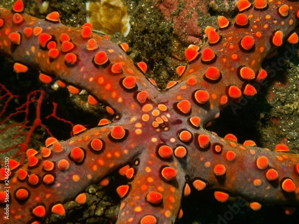 Obraz SeaLife DC1400