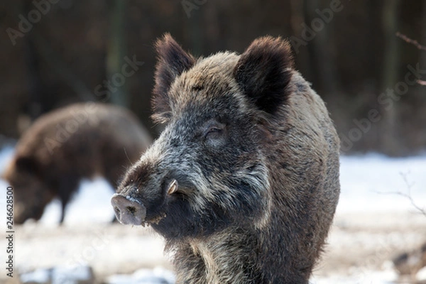 Obraz wild boar in winter forest