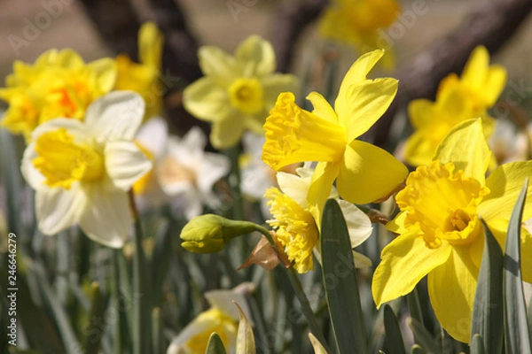 Fototapeta daffodil group