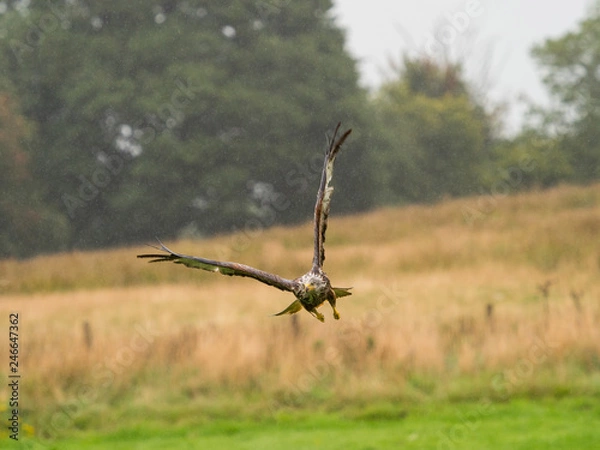 Obraz Red Kite ( Milvus milvus )