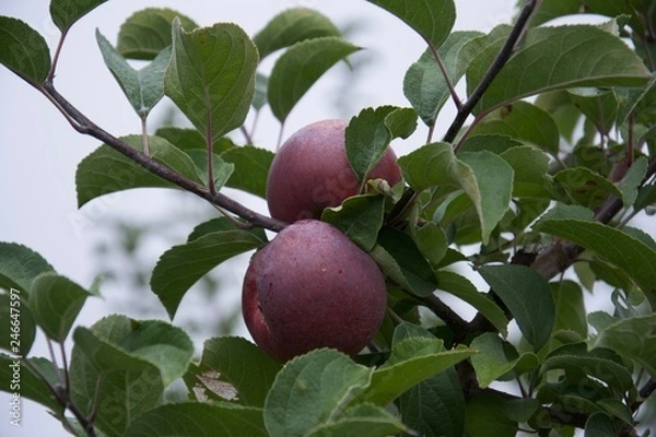 Obraz apples on a branch