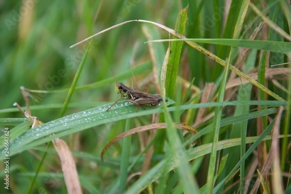 Obraz grasshopper on grass