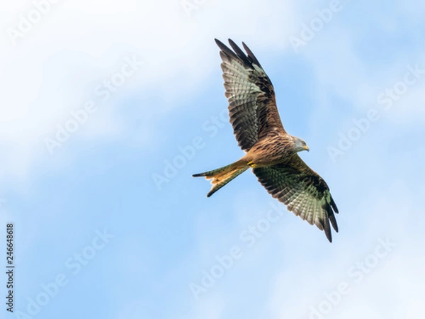 Fototapeta Red Kite ( Milvus milvus )