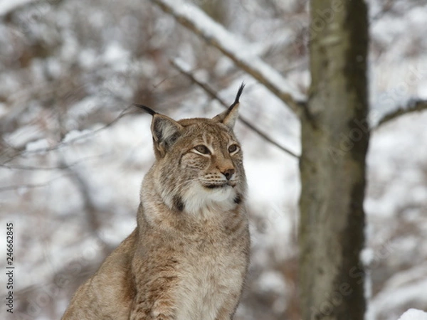 Fototapeta Luchs im Winterwald