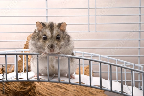 Obraz Dwarf hamster looking in camera