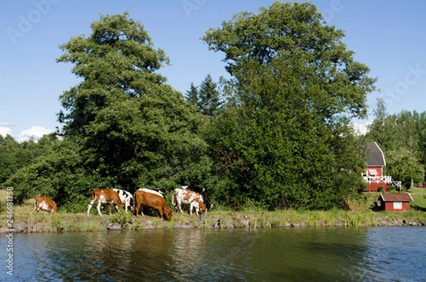 Obraz Rinder am Götakanal