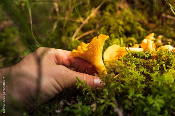 Fototapeta Hand picking chanterells in a forest in Sweden