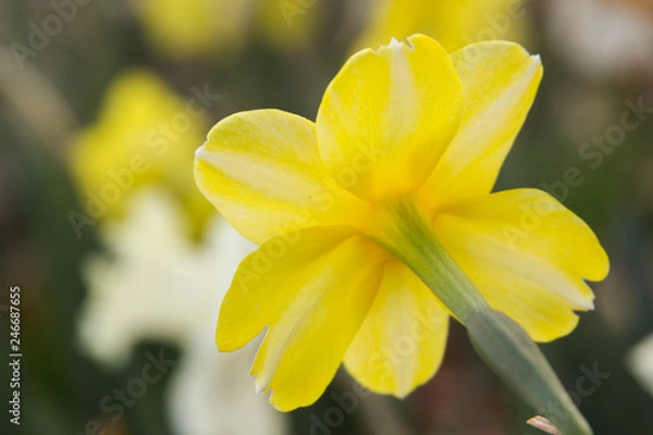 Fototapeta back daffodil