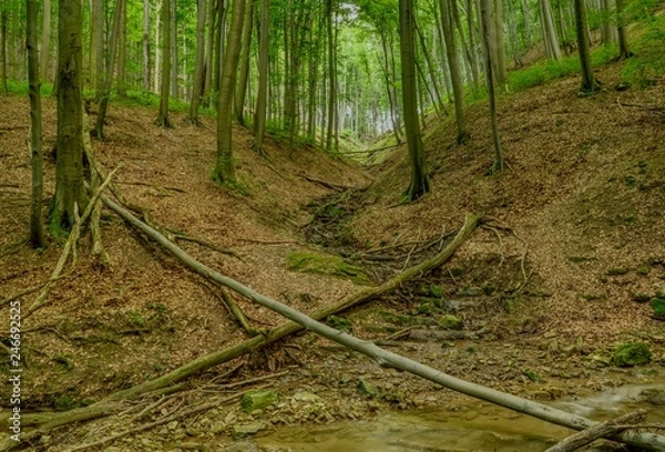 Fototapeta Stream and fallen trees in a forest