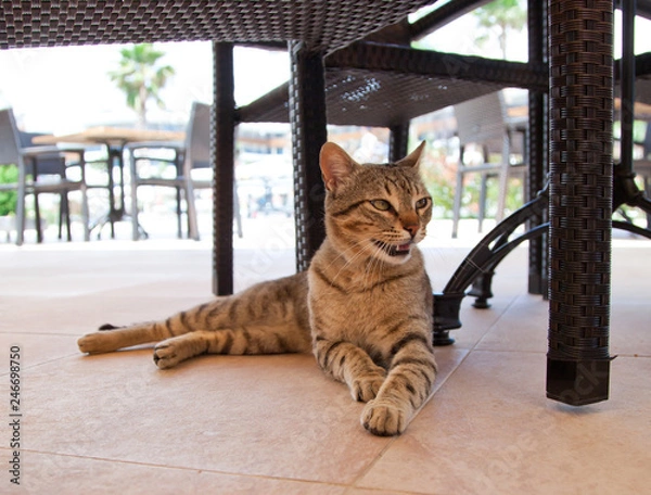 Obraz Red cat lying on the floor